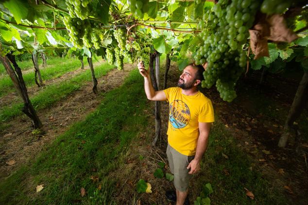 Fotos: Un txakoli de calidad y mayor graduación