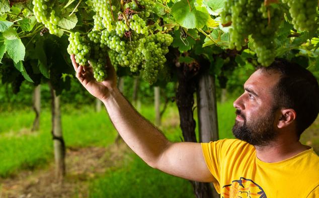 Fotos: Un txakoli de calidad y mayor graduación