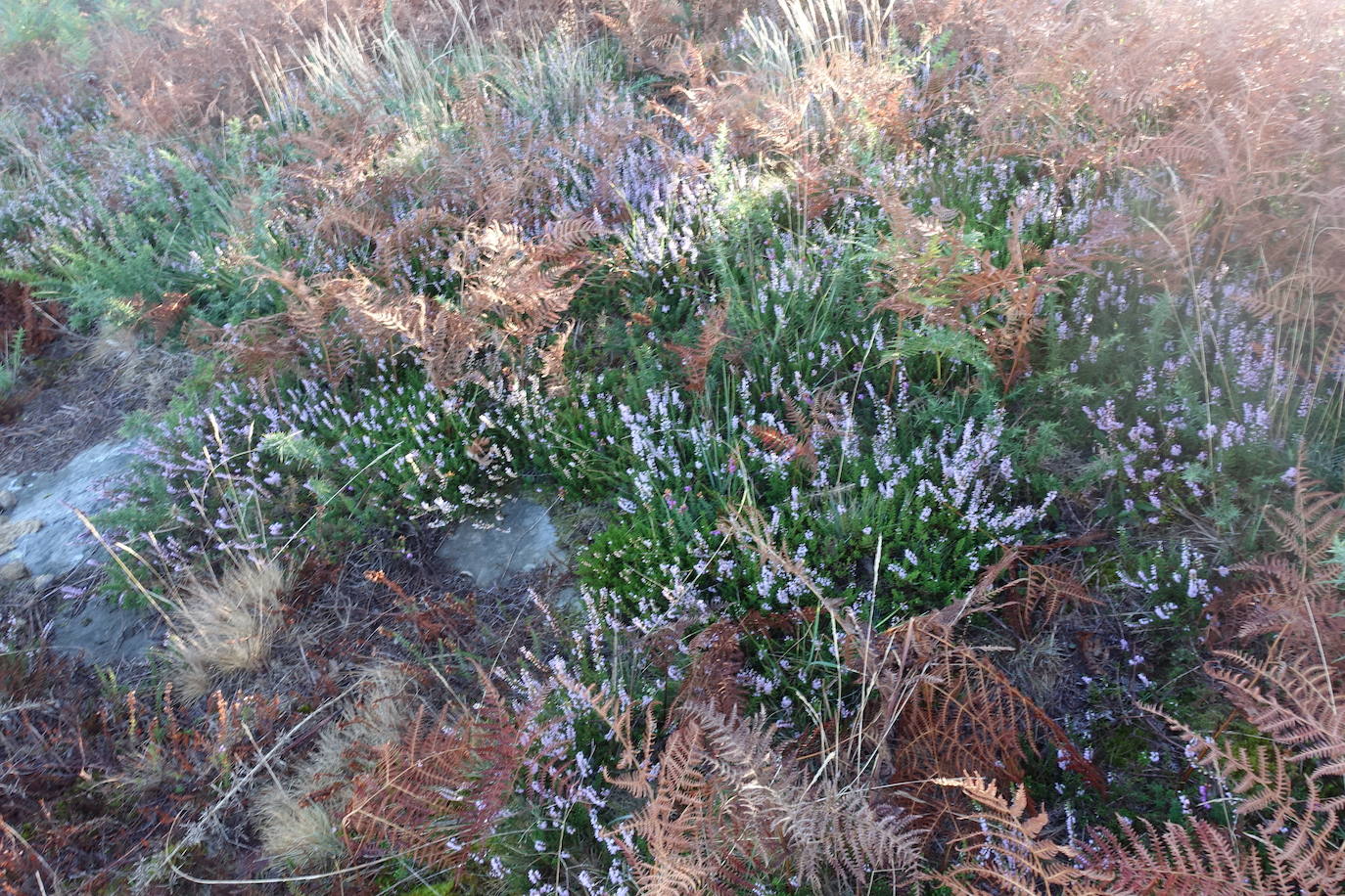Fotos: Labetxu, el bello valle de los colores