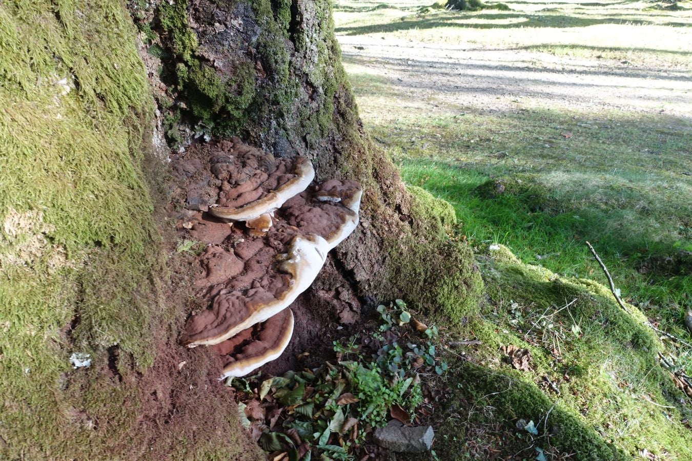 Fotos: Ruta a Basate pasando por el crómlech de Oianleku