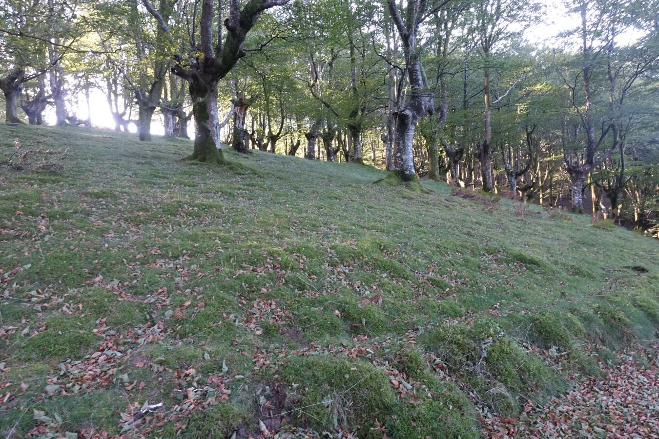 Fotos: Ruta a Basate pasando por el crómlech de Oianleku