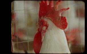 ILANGA ALIKHO / THE SUN IS MISSING