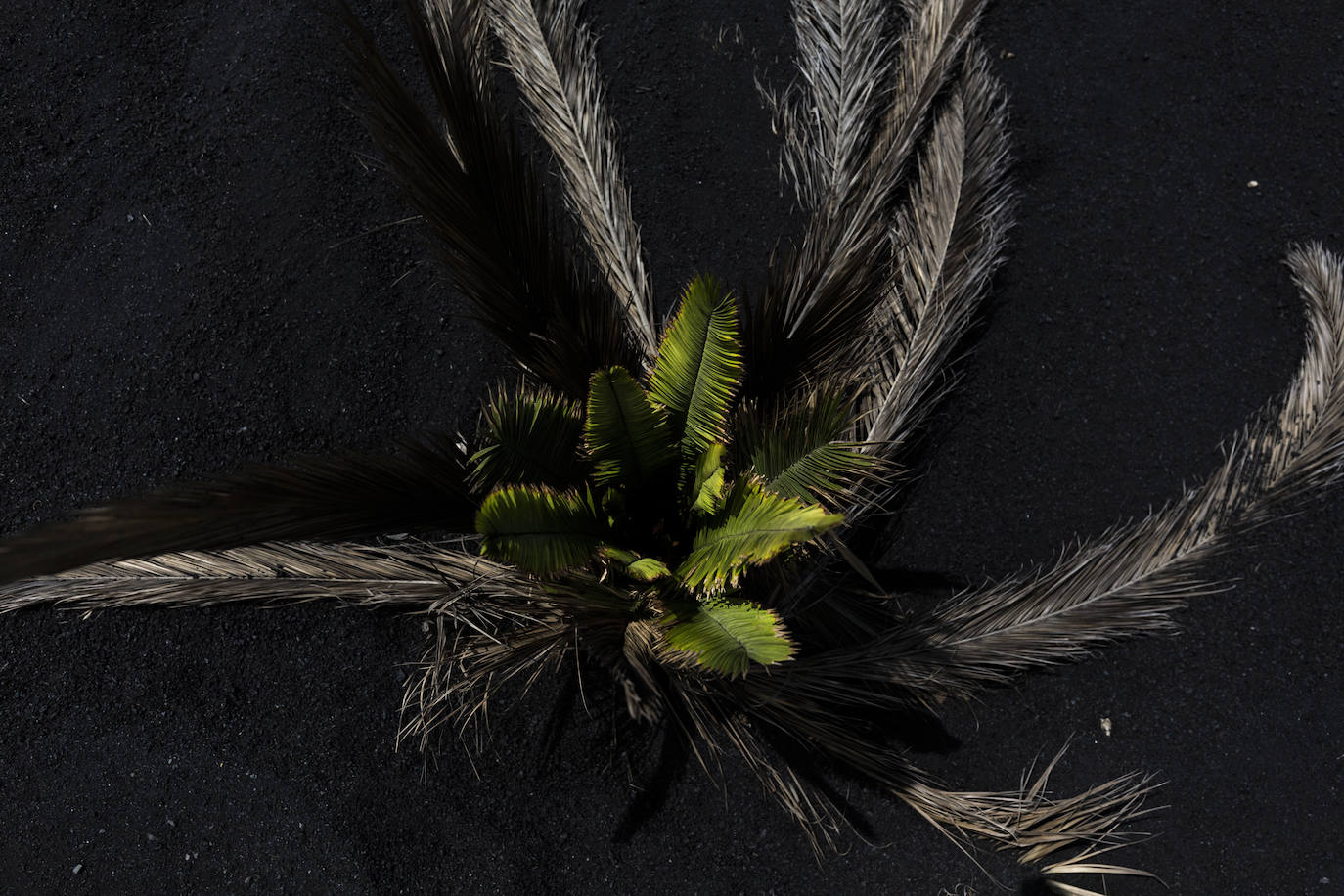 Una palmera situada en la localidad de Las Manchas florece de nuevo tras quedar sepultada por la ceniza hace un año.