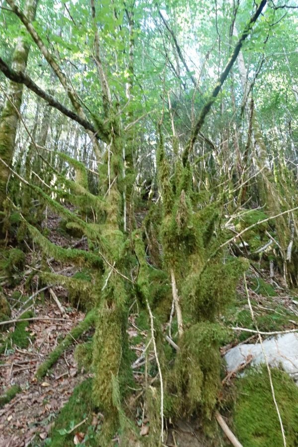 Fotos: Adi: una cima navarra para disfrutar del Otoño