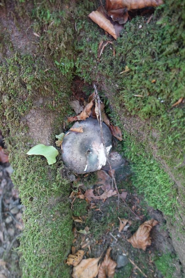 Fotos: Adi: una cima navarra para disfrutar del Otoño