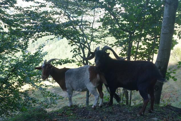 Fotos: Kurtzebarri, trio de damas