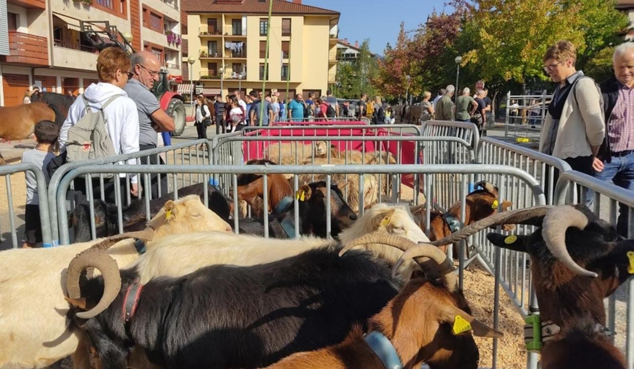 Arretxe aurreko parkingean animaliak izan ziren. 