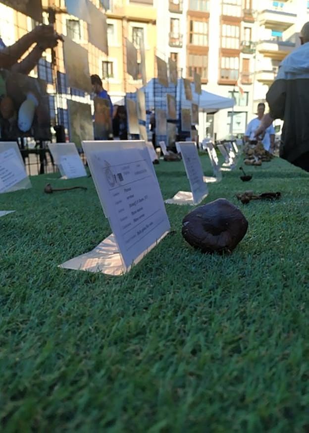 Algunos de los ejemplares de la exposición de setas 
