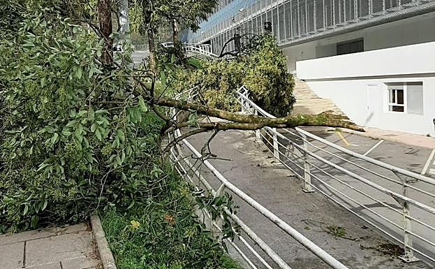 Imagen principal - Árboles caídos esta mañana por el fuerte viento en Zarautz y en Ipurua, en Eibar.