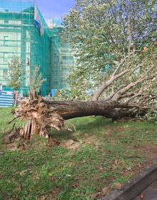 Imagen secundaria 2 - Árboles caídos esta mañana por el fuerte viento en Zarautz y en Ipurua, en Eibar.