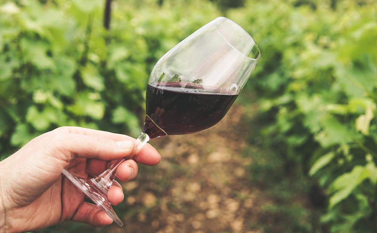 ¿Es saludable tomar una copa de vino al día?
