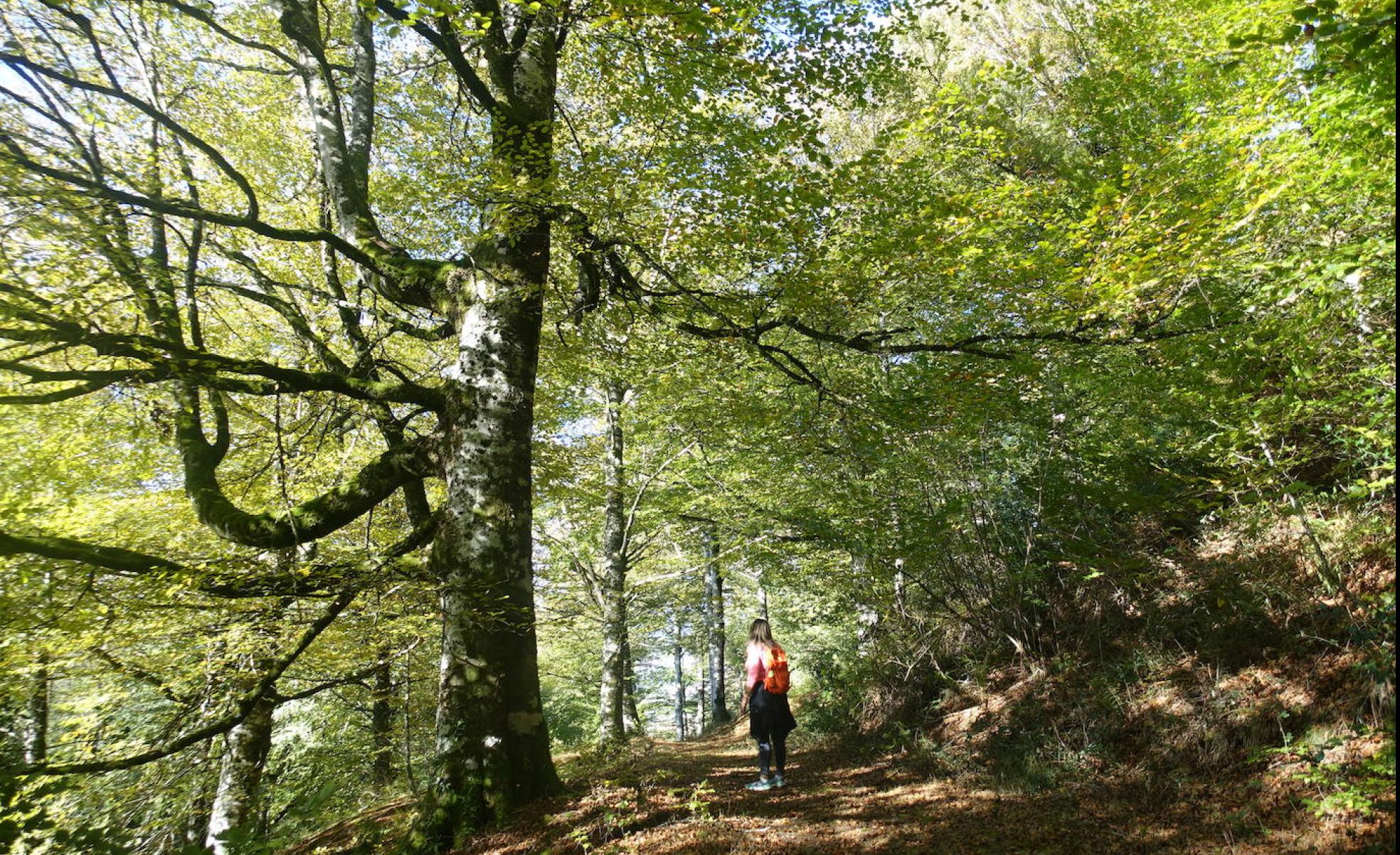 Recorrido de misterio por un bosque para conocer historias de