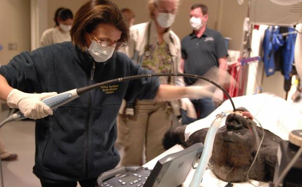 Barbara Natterson-Horowitz realiza un ecocardiograma a un gorila.