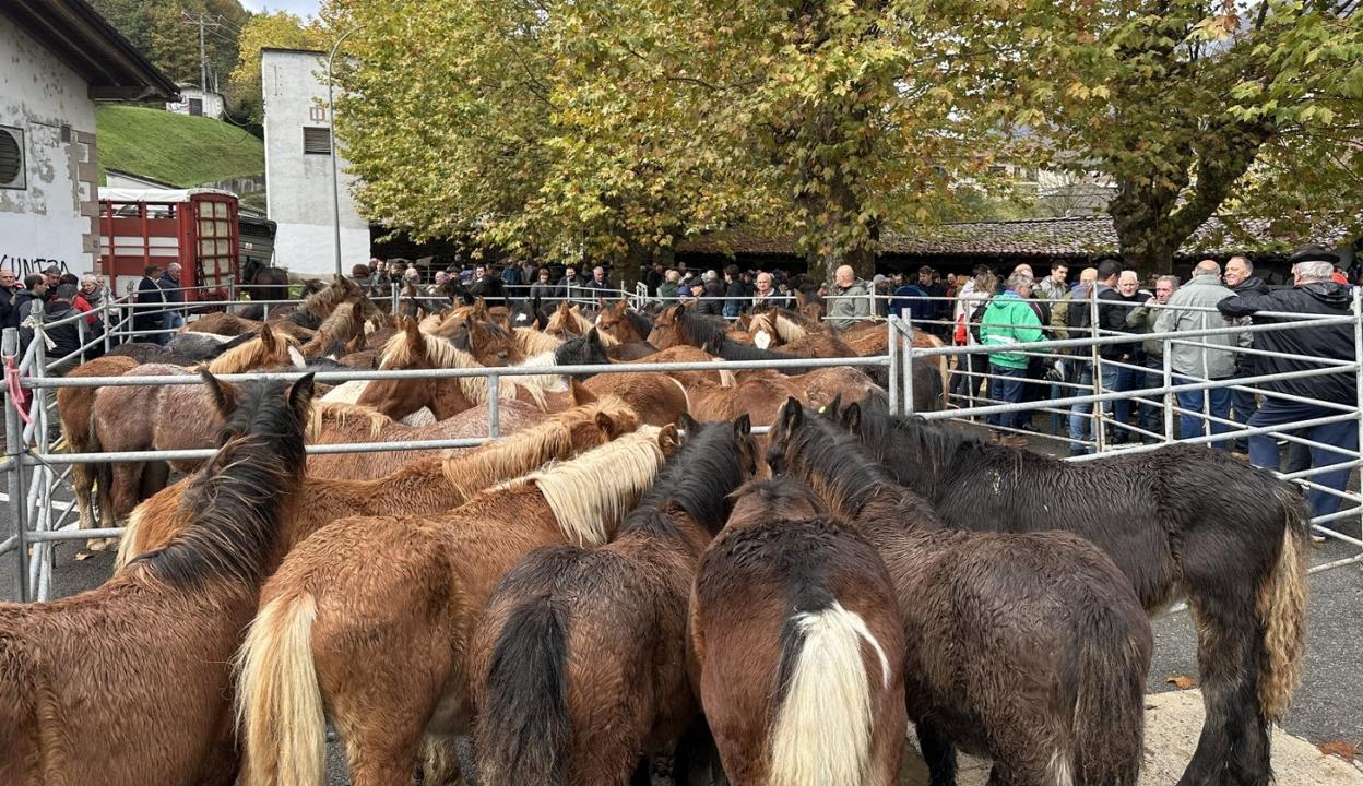 Decenas de caballos ayer en la Feria de otoño doneztebarra. 