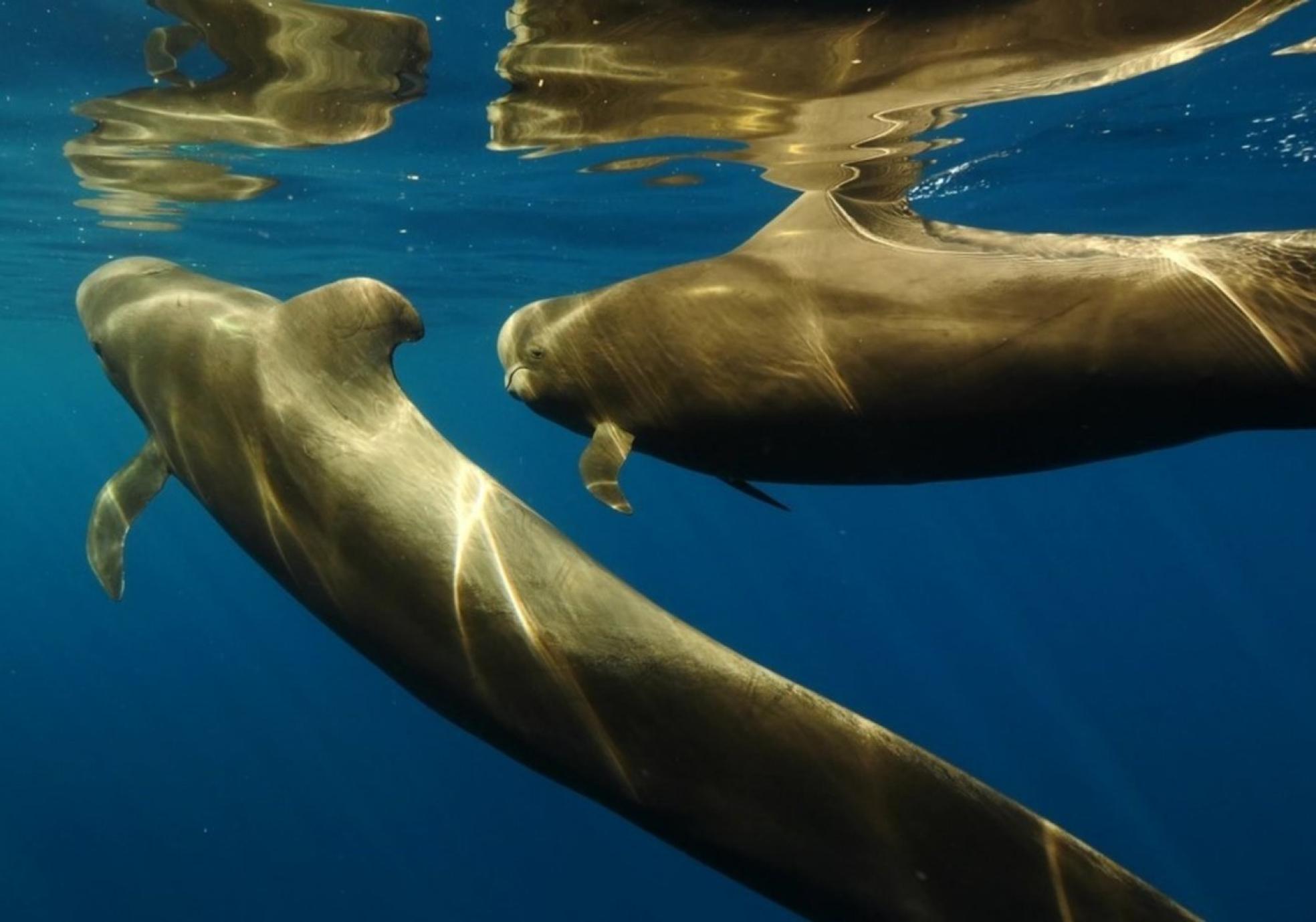 Imagen del documental 'Salvar Tenerife' del tinerfeño Felipe Ravina, primer premio en el Cimasub de Donostia. 