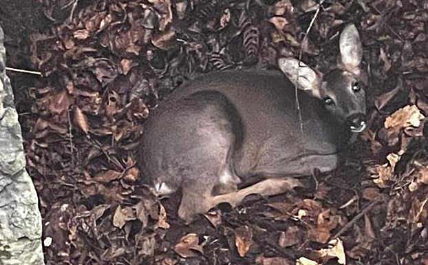 El pequeño corzo en una sima de Arrasate.