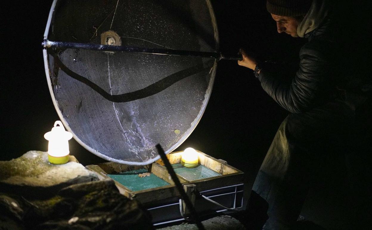 Un angulero en plena faena en Deba