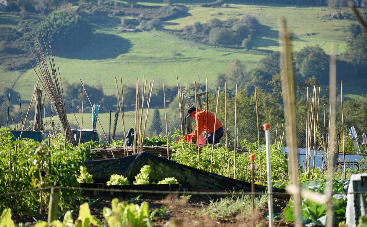 El Ayuntamiento saca a concurso 88 huertas públicas en Marrus. 