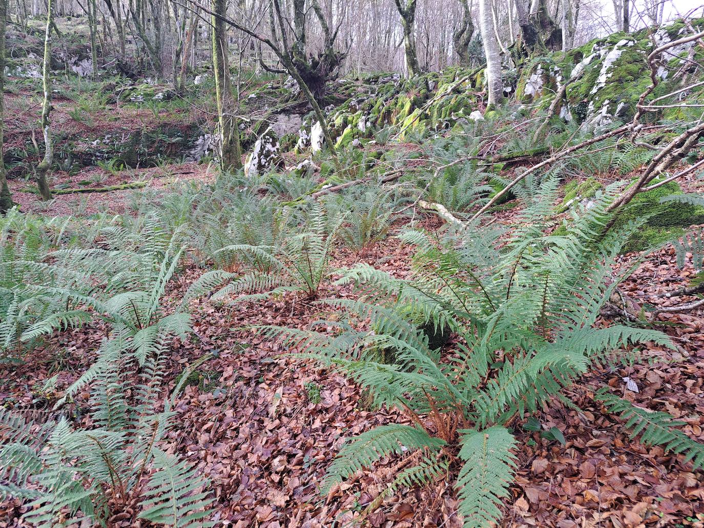 Fotos: Disfruta con las ascensión a Murgil