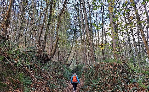 Galería. Ascenso a través del bosque.