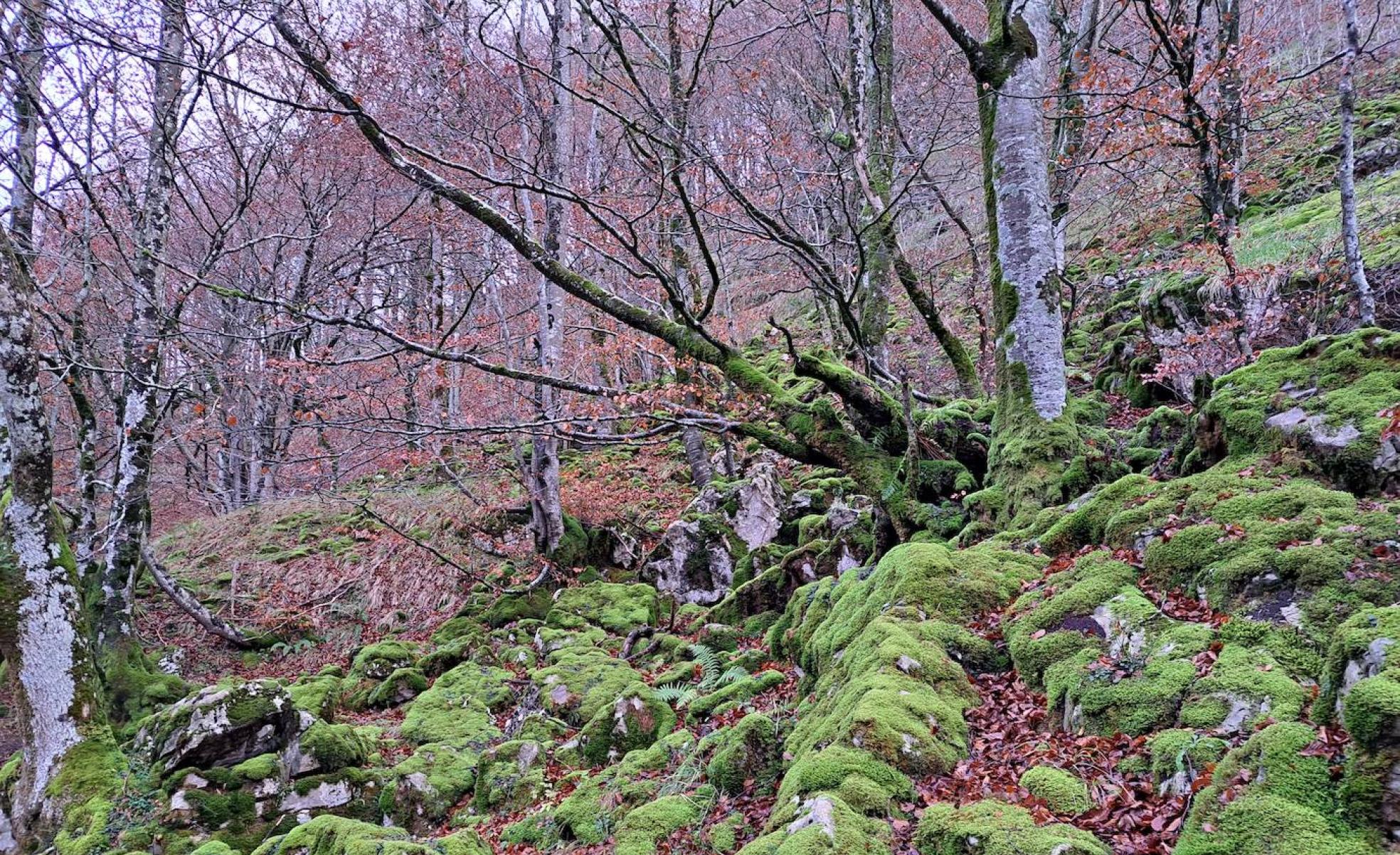 El intenso verde del musgo que recubre los árboles eneste lugar destaca sobre el marrón otoñal.