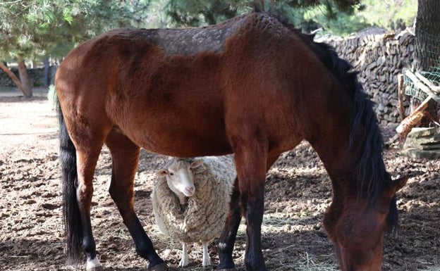 La oveja Dolly se resguarda bajo una de las yeguas de Arcadia. 