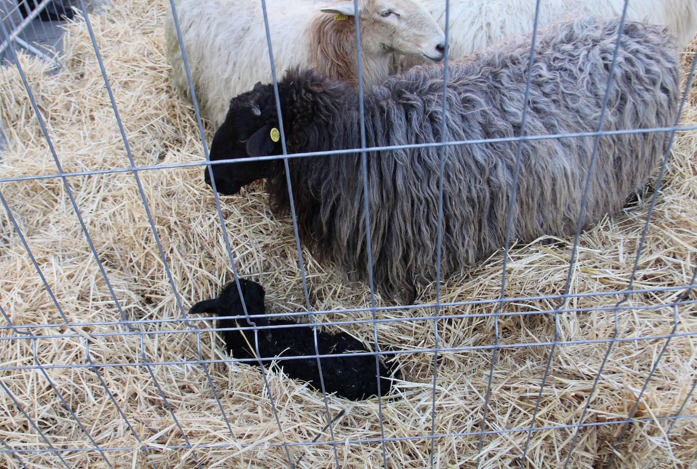 Fotos: Ambiente navideño en una feria muy especial en Ordizia