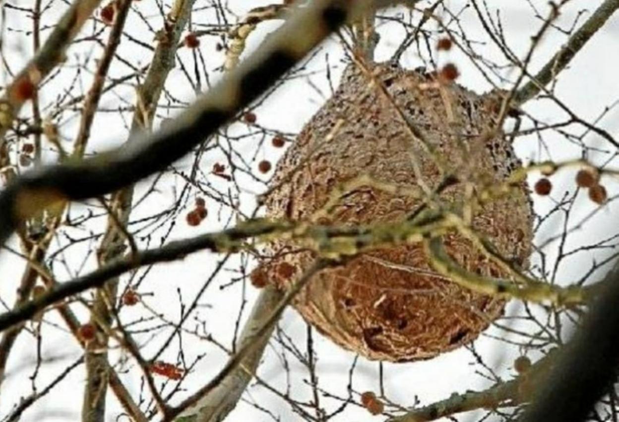 Nido de avispa asiática. 