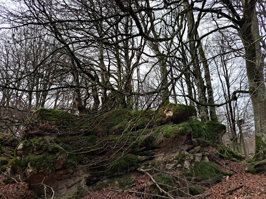 Fotos: Ruta mágica entre hayedos hacia la cima de Bargagain