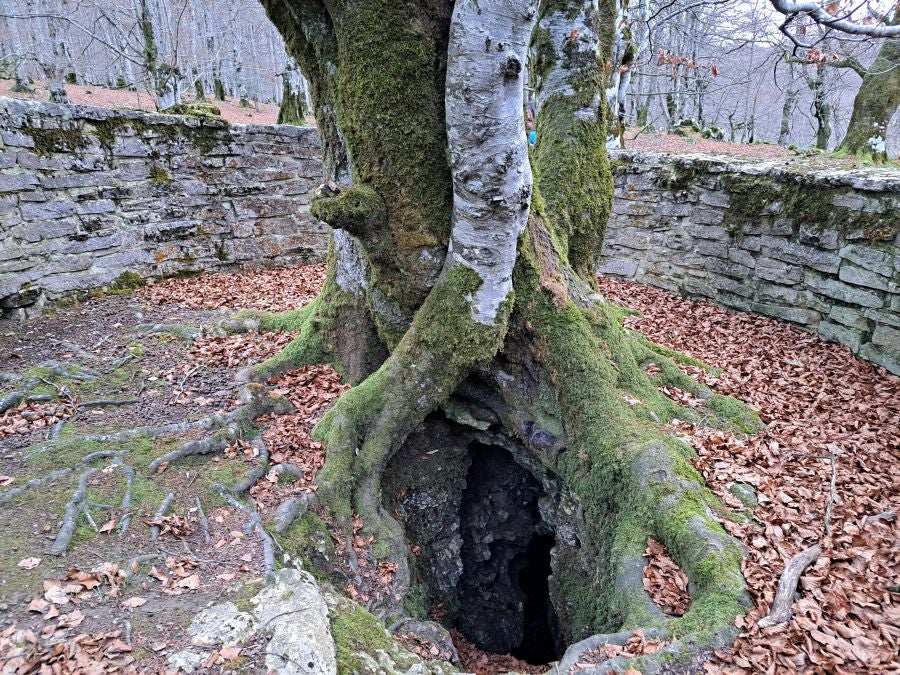 Fotos: Ruta mágica entre hayedos hacia la cima de Bargagain