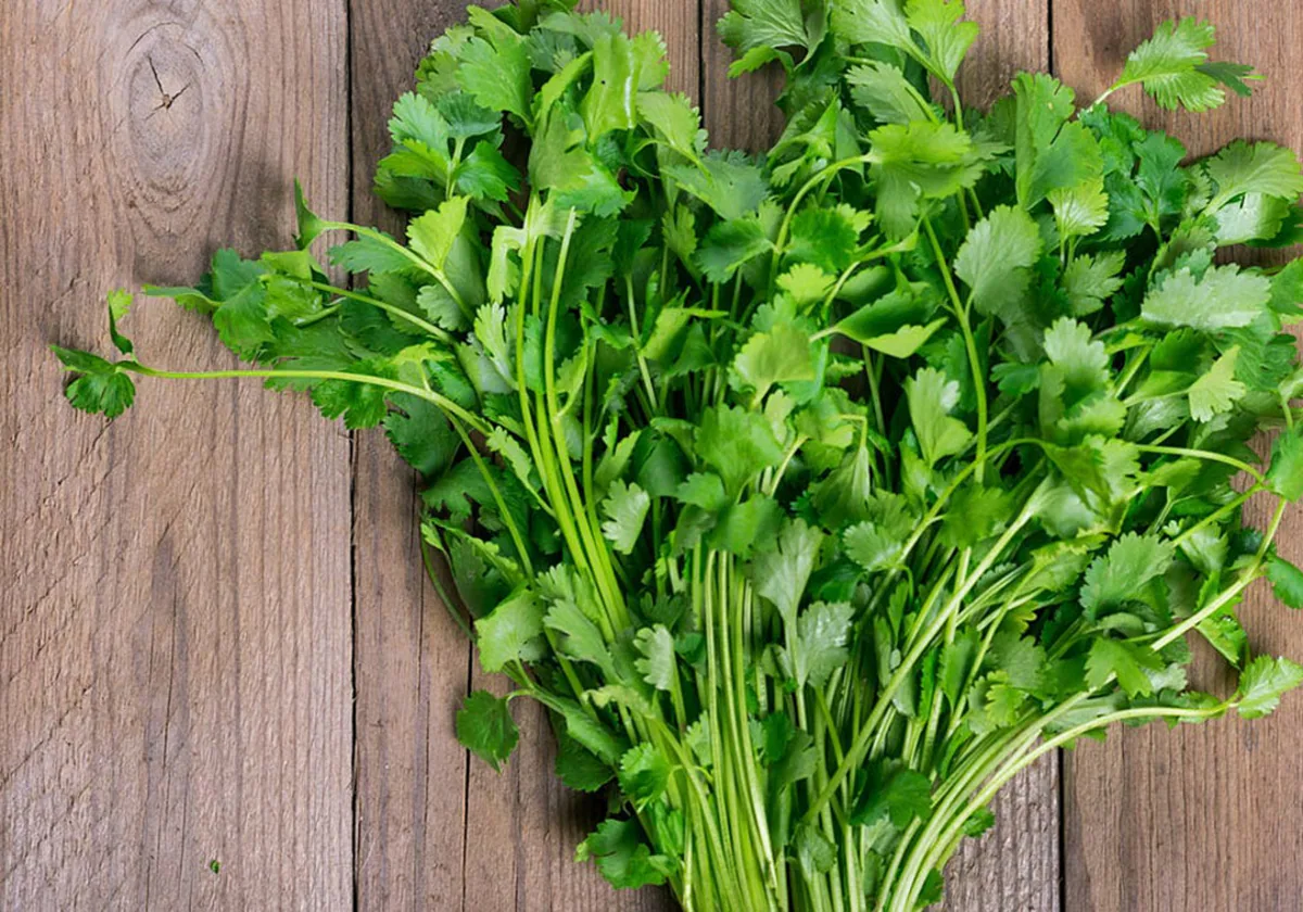 Differences between coriander and parsley |  The Basque Newspaper