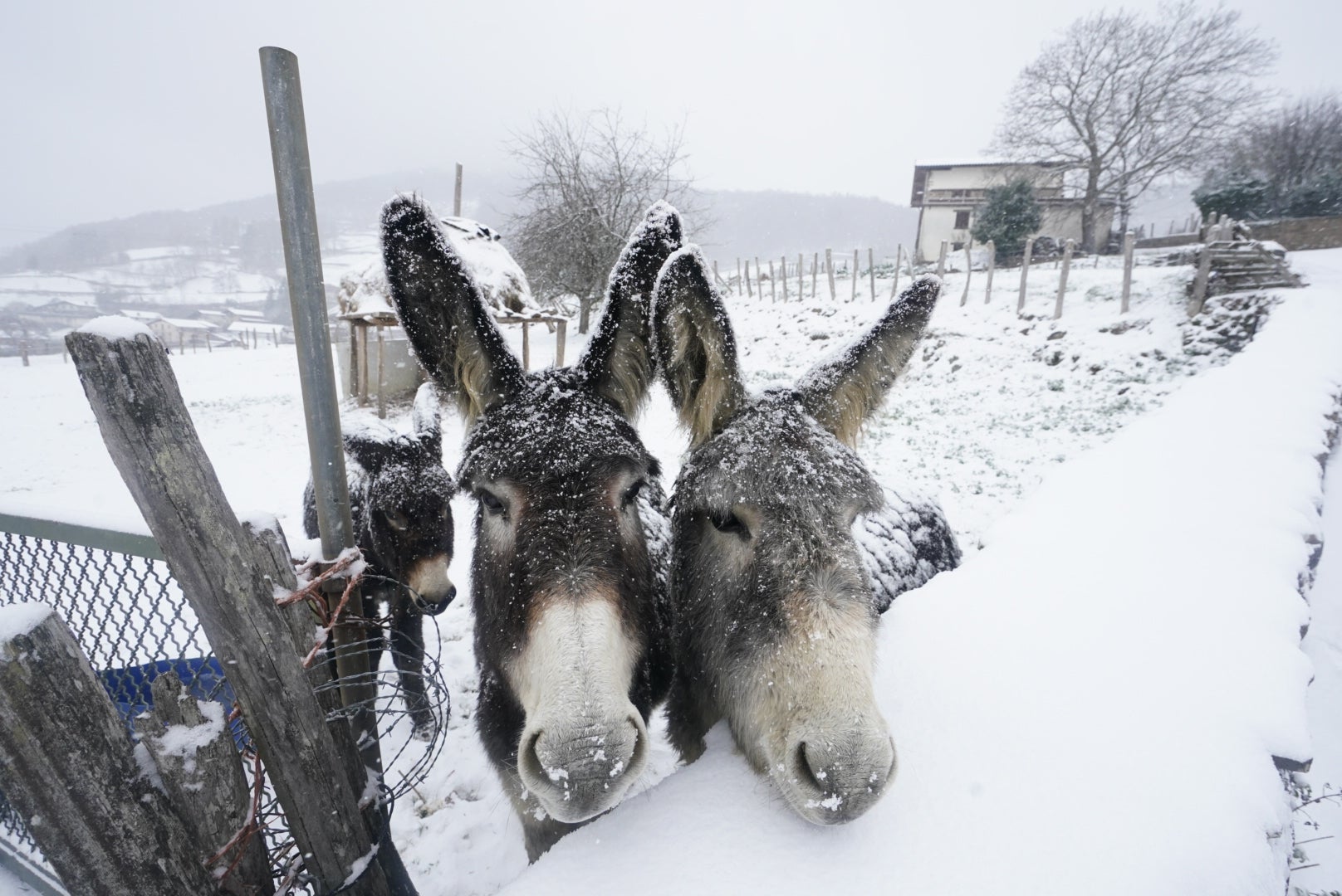 Nieve en Gipuzkoa: El manto blanco se extiende por el territorio
