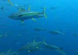 Ejemplares de atún de aleta amarilla que habita en las aguas abiertas de mares tropicales y subtropicales.
