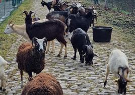 Las cabras, en Arenberg.