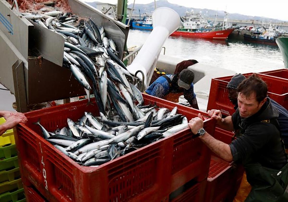 Descarga de verdel en el puerto de Hondarribia.