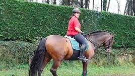 «Zaldiak ondo sentitzeko borrokatu behar dugu»