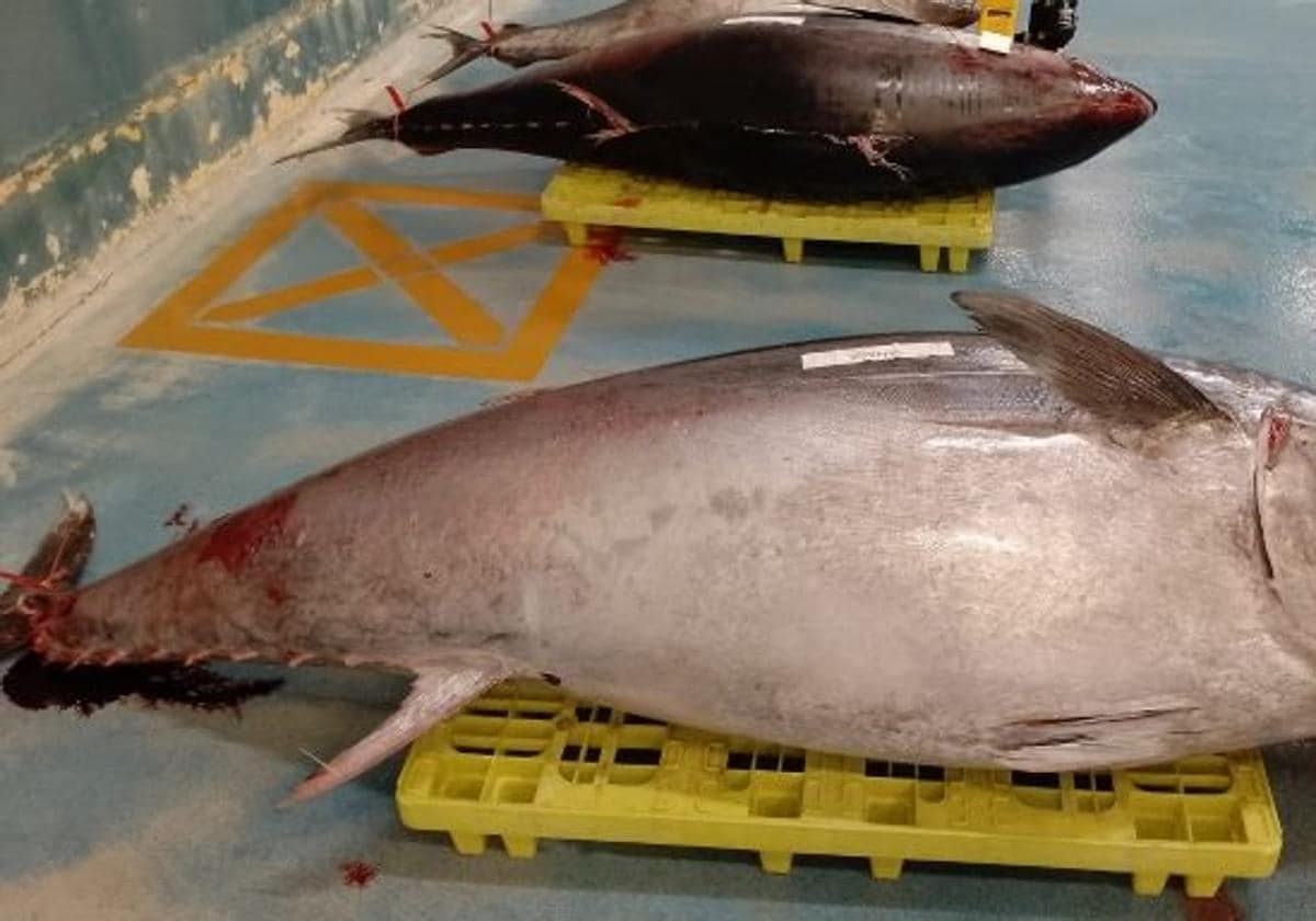 A 367-kilo tuna for more than 5,000 euros in Pasaia