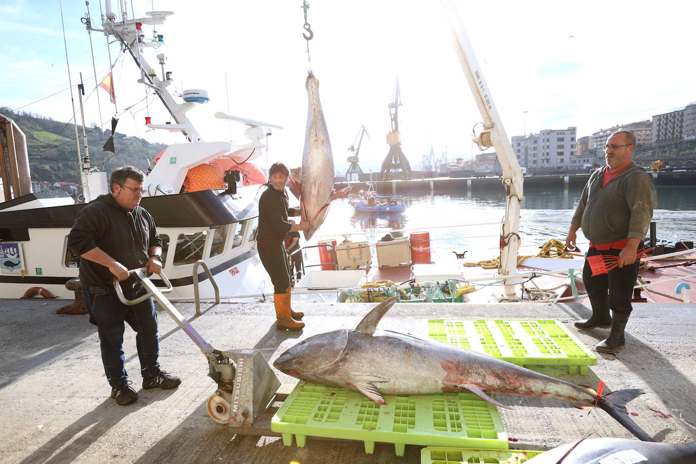 Más atunes de tamaño grande en Pasaia