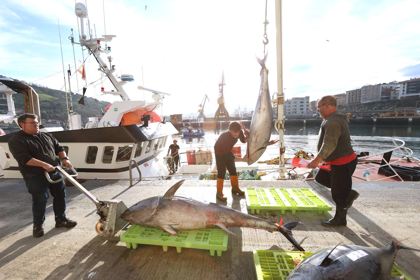 Más atunes de tamaño grande en Pasaia