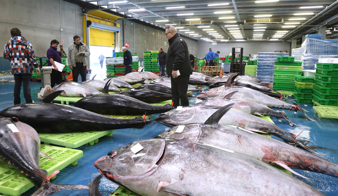 Más atunes de tamaño grande en Pasaia