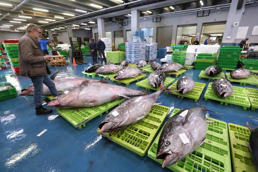 Más atunes de tamaño grande en Pasaia