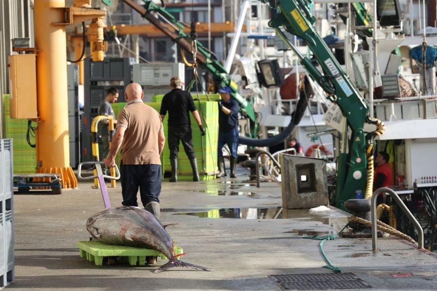 Más atunes de tamaño grande en Pasaia