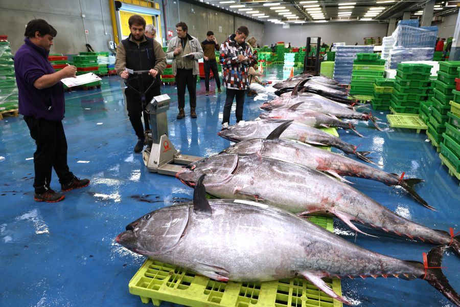 Más atunes de tamaño grande en Pasaia