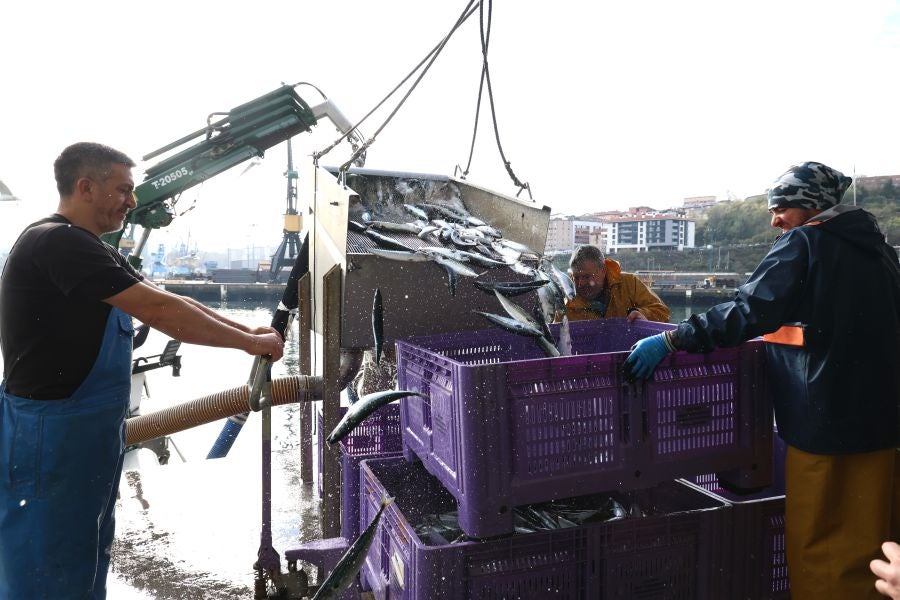 Más atunes de tamaño grande en Pasaia