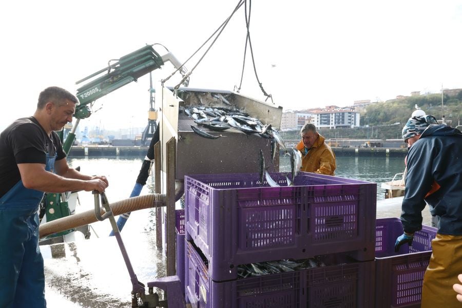 Más atunes de tamaño grande en Pasaia
