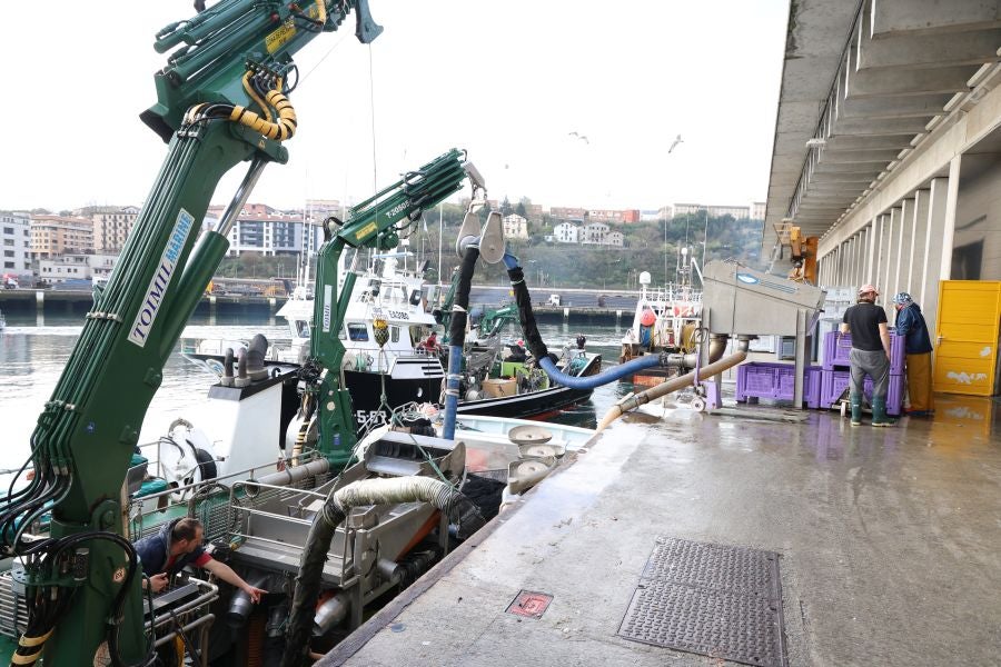 Más atunes de tamaño grande en Pasaia