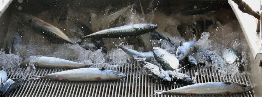 Más atunes de tamaño grande en Pasaia