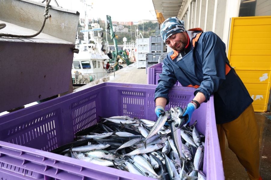 Más atunes de tamaño grande en Pasaia