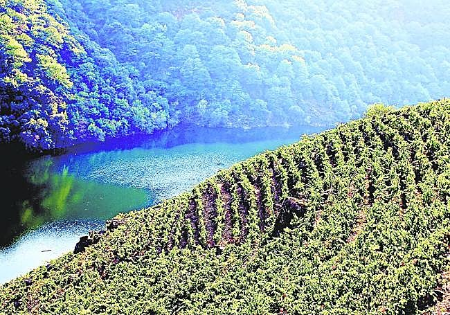 Viñedos-Ribeira Sacra.