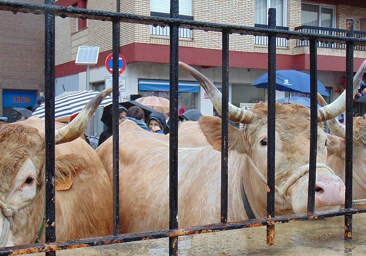 La exposición de cabezas de ganado en Ibargarai es uno de los puntos que más interés despierta.